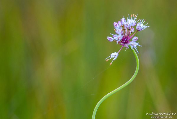 Kiel-Lauch, Gekielter Lauch, Allium carinatum,  	Amaryllisgewächse (Amaryllidaceae),Blütenstand, Moorwiese am westlichen Staffelseeufer, A nature document - not arranged nor manipulated, Staffelsee, Deutschland