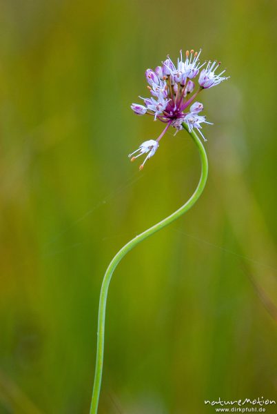 Kiel-Lauch, Gekielter Lauch, Allium carinatum,  	Amaryllisgewächse (Amaryllidaceae),Blütenstand, Moorwiese am westlichen Staffelseeufer, A nature document - not arranged nor manipulated, Staffelsee, Deutschland