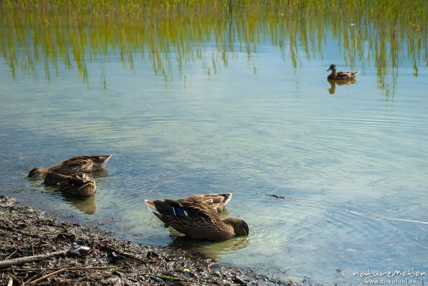 Stockente, Anas platyrhynchos, Anatidae, Jungtiere beim fressen am Ufer, Altvogel hält auf dem Wasse, Staffelsee, Deutschland