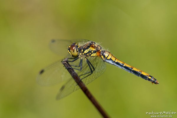 Schwarze Heidelibelle, Sympetrum danae, Libellulidae, Weibchen, seitlich, Ansitz, A nature document - not arranged nor manipulated, Staffelsee, Deutschland