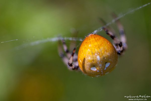 Vierfleck-Kreuzspinne, Araneus quadratus, Araneidae, Weibchen im Netz, Beutefang, Cheliceren und Spinnwarzen, Feuchtwiese am Nordwestufer, A nature document - not arranged nor manipulated, Staffelsee, Deutschland