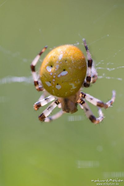 Vierfleck-Kreuzspinne, Araneus quadratus, Araneidae, Weibchen im Netz, Beutefang, Cheliceren und Spinnwarzen, Feuchtwiese am Nordwestufer, A nature document - not arranged nor manipulated, Staffelsee, Deutschland