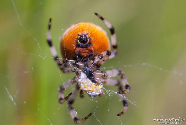 Vierfleck-Kreuzspinne, Araneus quadratus, Araneidae, Weibchen im Netz, Beutefang, Cheliceren und Spinnwarzen, Feuchtwiese am Nordwestufer, A nature document - not arranged nor manipulated, Staffelsee, Deutschland