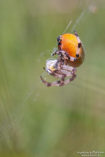 Vierfleck-Kreuzspinne, Araneus quadratus, Araneidae, Weibchen im Netz, Beutefang, Cheliceren und Spinnwarzen, Feuchtwiese am Nordwestufer, A nature document - not arranged nor manipulated, Staffelsee, Deutschland