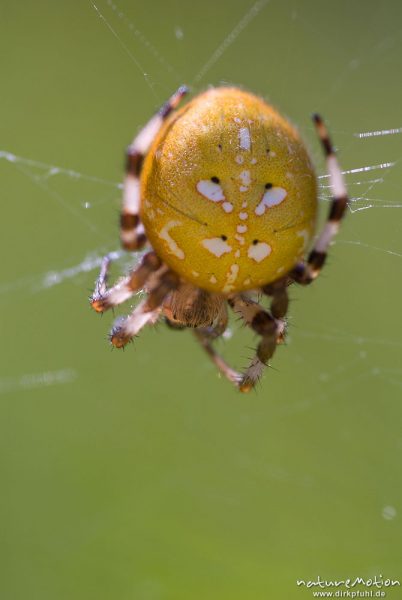 Vierfleck-Kreuzspinne, Araneus quadratus, Araneidae, Weibchen im Netz, Beutefang, Cheliceren und Spinnwarzen, Feuchtwiese am Nordwestufer, A nature document - not arranged nor manipulated, Staffelsee, Deutschland