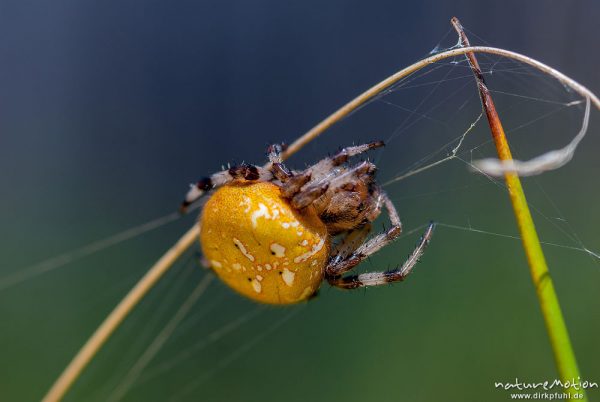 Vierfleck-Kreuzspinne, Araneus quadratus, Araneidae, Weibchen im Netz, Beutefang, Cheliceren und Spinnwarzen, Feuchtwiese am Nordwestufer, A nature document - not arranged nor manipulated, Staffelsee, Deutschland