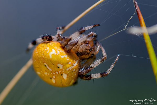 Vierfleck-Kreuzspinne, Araneus quadratus, Araneidae, Weibchen im Netz, Beutefang, Cheliceren und Spinnwarzen, Feuchtwiese am Nordwestufer, A nature document - not arranged nor manipulated, Staffelsee, Deutschland