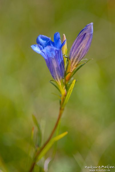 Lungen-Enzian, Gentiana pneumonanthe, 	Enziangewächse (Gentianaceae), Blüte, A nature document - not arranged nor manipulated, Staffelsee, Deutschland