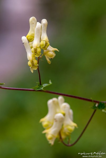 Wolfs-Eisenhut, Gelber Eisenhut, Aconitum lycoctonum, Hahnenfußgewächse (Ranunculaceae), Blütenstände, Höllentalklamm, Wetterstein, Garmisch-Partenkirchen, Deutschland