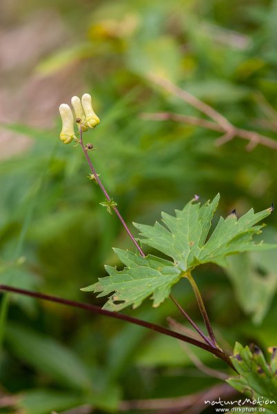 Wolfs-Eisenhut, Gelber Eisenhut, Aconitum lycoctonum, Hahnenfußgewächse (Ranunculaceae), Blütenstände und Laubblätter, Höllentalklamm, Wetterstein, Garmisch-Partenkirchen, Deutschland