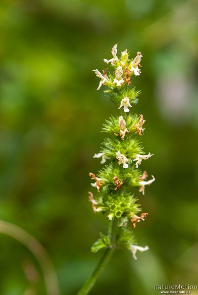 Fuchsschwanz-Ziest, Gelb-Betonie, Betonica alopecuros, 	Lippenblütler (Lamiaceae) ,Blütenstand, Staffelsee, Deutschland