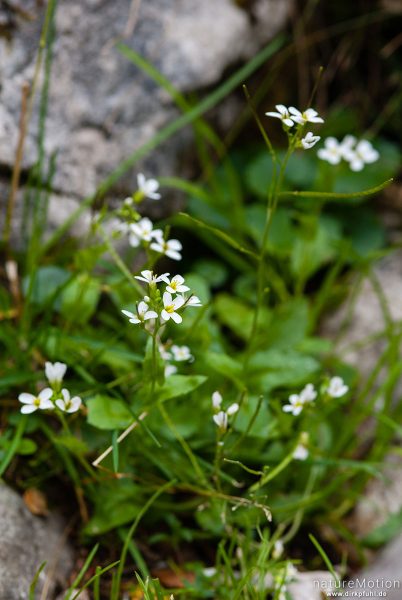 Alpen-Gänsekresse, Arabis alpina, 	Kreuzblütler (Brassicaceae), Blüten, Höllentalangerhütte, Wetterstein, Garmisch-Partenkirchen, Deutschland