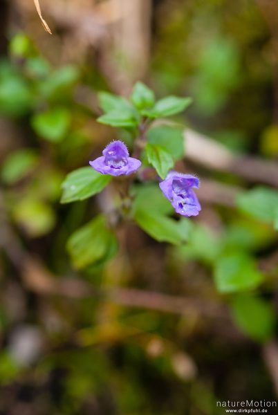 Feld-Steinquendel, Gewöhnlicher Steinquendel, Acinos arvensis, Lippenblütler (Lamiaceae), Blüten, Höllentalangerhütte, Wetterstein, Garmisch-Partenkirchen, Deutschland