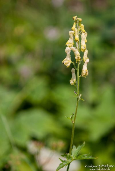 Wolfs-Eisenhut, Gelber Eisenhut, Aconitum lycoctonum, Hahnenfußgewächse (Ranunculaceae), Blütenstände und Laubblätter, Höllentalklamm, Wetterstein, Garmisch-Partenkirchen, Deutschland