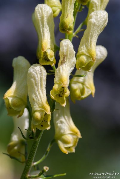 Wolfs-Eisenhut, Gelber Eisenhut, Aconitum lycoctonum, Hahnenfußgewächse (Ranunculaceae), Blütenstand, Höllentalklamm, Wetterstein, Garmisch-Partenkirchen, Deutschland