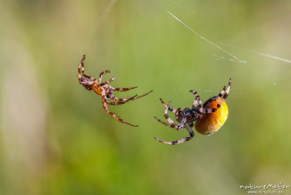 Vierfleck-Kreuzspinne, Araneus quadratus, Araneidae, Männchen und Weibchen, Männchen nähert sich vorsichtig, Paarungsversuch, A nature document - not arranged nor manipulated, Staffelsee, Deutschland