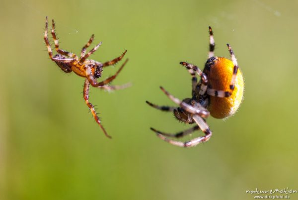 Vierfleck-Kreuzspinne, Araneus quadratus, Araneidae, Männchen und Weibchen, Männchen nähert sich vorsichtig, Paarungsversuch, A nature document - not arranged nor manipulated, Staffelsee, Deutschland