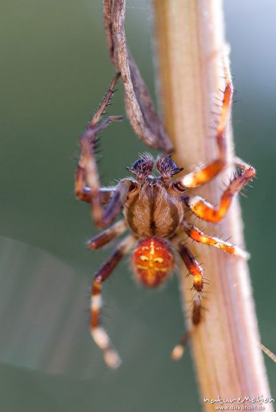 Vierfleck-Kreuzspinne, Araneus quadratus, Araneidae, Männchen, Pedipalpen mit ausgebildeten Paarungsorganen, Bulbus, A nature document - not arranged nor manipulated, Focus Stacking, Staffelsee, Deutschland