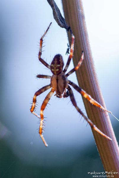 Vierfleck-Kreuzspinne, Araneus quadratus, Araneidae, Männchen, Pedipalpen mit ausgebildeten Paarungsorganen, Bulbus, A nature document - not arranged nor manipulated, Staffelsee, Deutschland