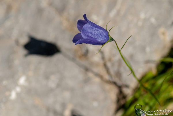 Glockenblume, Campanula spec., blühende Pflanze, Schattenwurf auf Felsen, Coburger Hütte, Ehrwald, Östereich