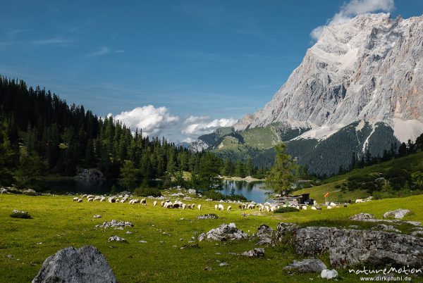Alm, Bergsee, Seebensee und umliegende Gipfel, Blick auf Zugspitze, Schafherde, Abendlicht, Ehrwald, Östereich