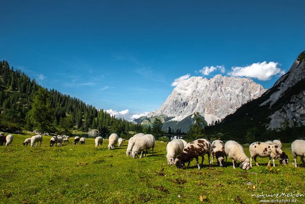 Herde grasender Schafe, Almwiese am Seebensee, Blick auf Zugspitze, Ehrwald, Östereich