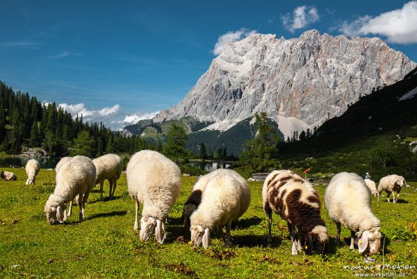Herde grasender Schafe, Almwiese am Seebensee, Blick auf Zugspitze, Ehrwald, Östereich