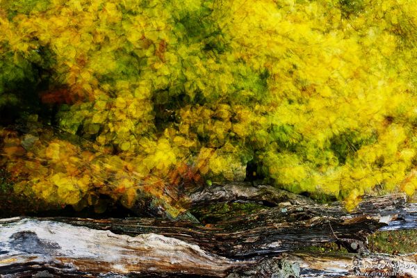 Rot-Buche, Fagus sylvatica, Fagaceae, Laub mit Herbstfärbung, bewegt sich im Wind, Mehrfachbelichtung, Kerstlingeröder Feld, Göttingen, Deutschland