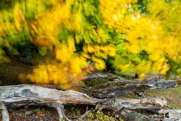 Rot-Buche, Fagus sylvatica, Fagaceae, Laub mit Herbstfärbung, bewegt isch im Wind, Bewegungsunschärfe, Kerstlingeröder Feld, Göttingen, Deutschland