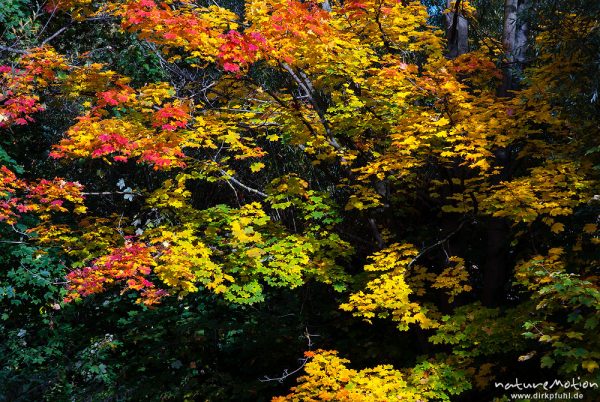 Spitz-Ahorn, Acer platanoides, Aceraceae, Laub mit Herbstfärbung, Leinekanal, Göttingen, Deutschland