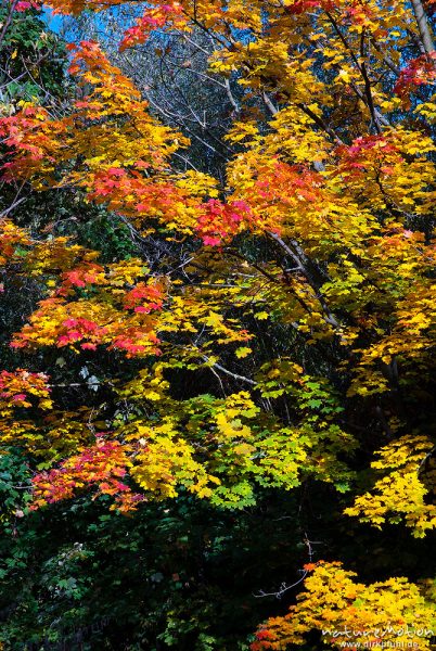 Spitz-Ahorn, Acer platanoides, Aceraceae, Laub mit Herbstfärbung, Leinekanal, Göttingen, Deutschland
