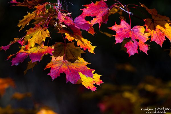 Spitz-Ahorn, Acer platanoides, Aceraceae, Laub mit Herbstfärbung, Leinekanal, Göttingen, Deutschland