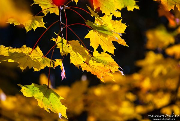 Spitz-Ahorn, Acer platanoides, Aceraceae, Laub mit Herbstfärbung, Leinekanal, Göttingen, Deutschland