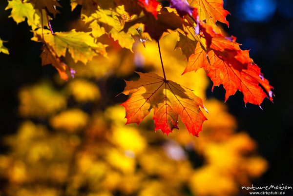 Spitz-Ahorn, Acer platanoides, Aceraceae, Laub mit Herbstfärbung, Leinekanal, Göttingen, Deutschland