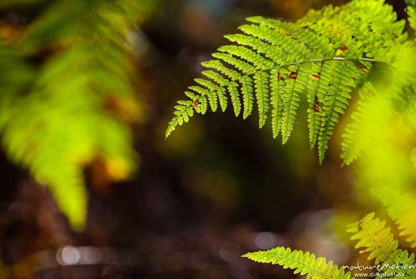 Adlerfarn, Pteridium aquilinum, Hypolepidaceae, Farnwedel mit beginnender Herbstfärbung, Urwald Sababurg, Deutschland