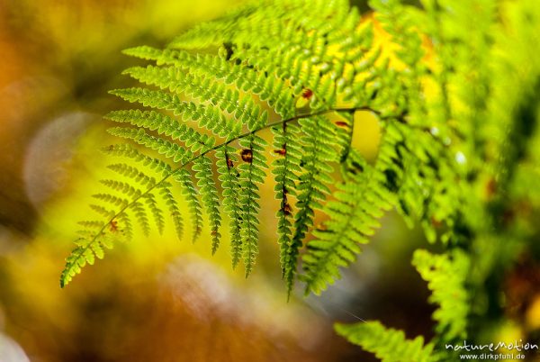 Adlerfarn, Pteridium aquilinum, Hypolepidaceae, Farnwedel mit beginnender Herbstfärbung, Urwald Sababurg, Deutschland