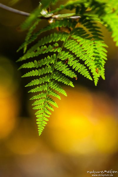 Adlerfarn, Pteridium aquilinum, Hypolepidaceae, Farnwedel mit beginnender Herbstfärbung, Urwald Sababurg, Deutschland