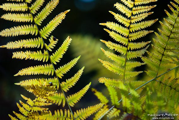 Adlerfarn, Pteridium aquilinum, Hypolepidaceae, Farnwedel mit beginnender Herbstfärbung, Urwald Sababurg, Deutschland