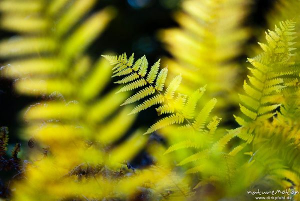 Adlerfarn, Pteridium aquilinum, Hypolepidaceae, Farnwedel mit beginnender Herbstfärbung, Urwald Sababurg, Deutschland