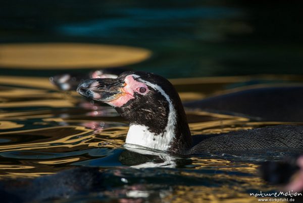 Humboldt-Pinguin, Spheniscus humboldti, 	Pinguine (Spheniscidae), Vogel beim schwimmen, Tierprak Sababurg, captive, Sababurg, Deutschland