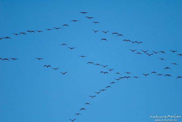 Kranich, Grauer Kranich, Grus grus, Kraniche  (Gruidae), Formation beim Zug, A nature document - not arranged nor manipulated, Sababurg, Deutschland