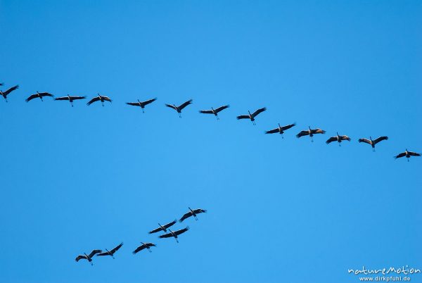 Kranich, Grauer Kranich, Grus grus, Kraniche  (Gruidae), Formation beim Zug, A nature document - not arranged nor manipulated, Sababurg, Deutschland