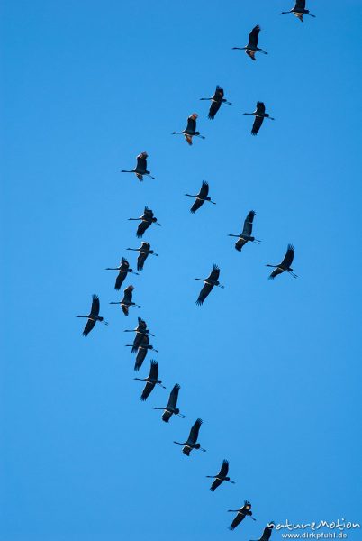 Kranich, Grauer Kranich, Grus grus, Kraniche  (Gruidae), Formation beim Zug, A nature document - not arranged nor manipulated, Sababurg, Deutschland