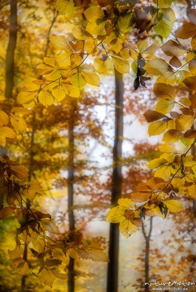 Herbstwald im Nebel, Westerberg, Göttinger Wald, Doppelbelichtung scharf/unscharf, Göttingen, Deutschland