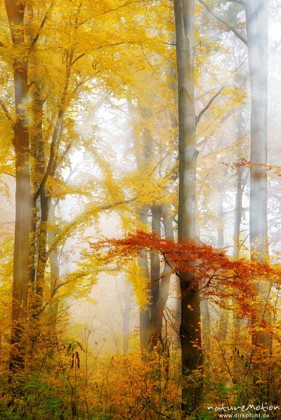 Herbstwald im Nebel, Westerberg, Göttinger Wald, Doppelbelichtung scharf/unscharf, Göttingen, Deutschland