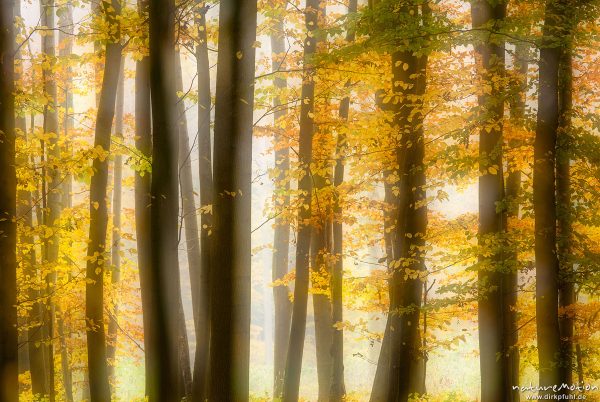 Herbstwald im Nebel, Westerberg, Göttinger Wald, Doppelbelichtung scharf/unscharf, Göttingen, Deutschland
