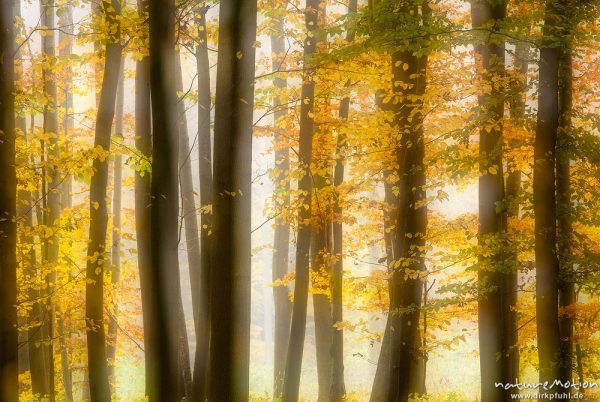 Herbstwald im Nebel, Westerberg, Göttinger Wald, Doppelbelichtung scharf/unscharf, Göttingen, Deutschland