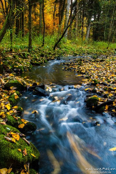Mittelgebirgsbach mit Herbstlaub, treibendes Laub im Wasser, Niemetal, Löwenhagen, Deutschland