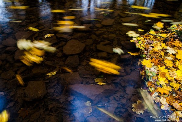 Mittelgebirgsbach mit Herbstlaub, treibendes Laub im Wasser, Niemetal, Löwenhagen, Deutschland