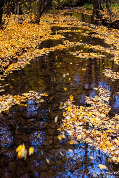 Mittelgebirgsbach mit Herbstlaub, treibendes Laub im Wasser, Niemetal, Löwenhagen, Deutschland